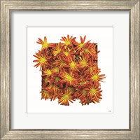 Framed 'Floral Pop IV' border=