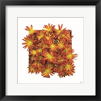 Framed 'Floral Pop IV' border=