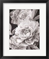 Framed Black and White Peonies