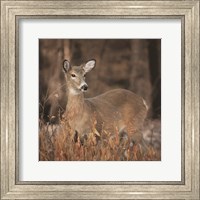 Framed Whitetail Deer