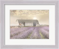 Framed Lavender Morning