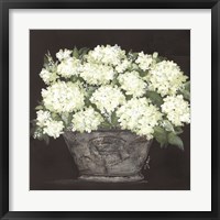 Framed Snowball Hydrangea Pail