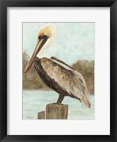 Brown Pelican 3 Framed Print