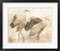 Sandhill Cranes 2 Framed Print