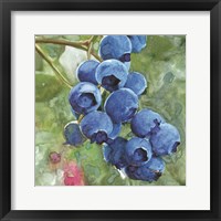 Blueberries 4 Framed Print