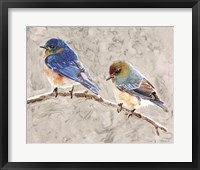 Eastern Bluebirds 1 Framed Print