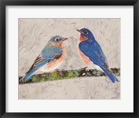 Eastern Bluebirds 2 Framed Print