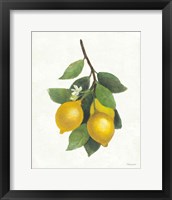 Framed 'Lemon Branch III' border=