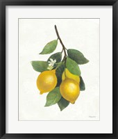 Lemon Branch III Framed Print