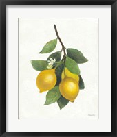 Framed 'Lemon Branch III' border=