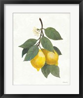 Framed Lemon Branch II