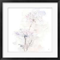 Queen Annes Lace III Framed Print