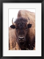 Framed American Bison IV