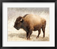 Framed 'American Bison III' border=