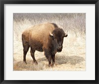 Framed 'American Bison II' border=