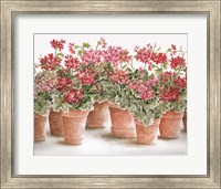 Framed 'Potted Geranium Mix I' border=