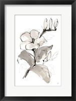 Magnolia II Framed Print