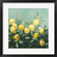 Lemon Grove II Framed Print