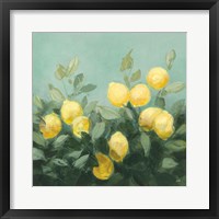 Lemon Grove I Framed Print