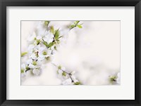 Framed First White of Spring