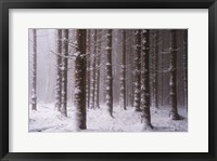 Framed Red Woods