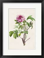 Pretty Pink Botanicals V Framed Print