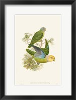 Framed Lime & Cerulean Parrots I