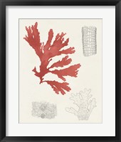 Vintage Coral Study III Framed Print