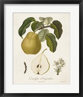 Vintage Pears I Framed Print
