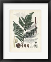 Collected Ferns IV Framed Print