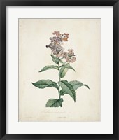 Traditional Botanical II Framed Print