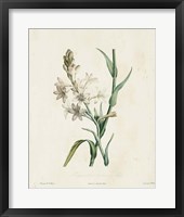 Traditional Botanical IV Framed Print