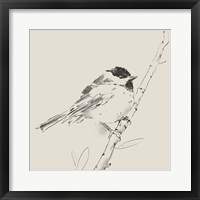 Framed Black Capped Chickadee I