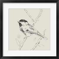 Black Capped Chickadee II Framed Print