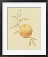 Dappled Oranges IV Framed Print