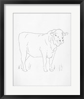 Limousin Cattle I Framed Print