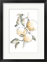 Watercolor Fruit Contour II Framed Print