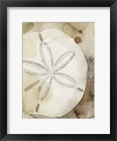 Framed Dry Sand Dollar I