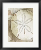 Framed Dry Sand Dollar II