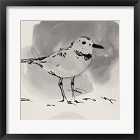 Inky Plover III Framed Print