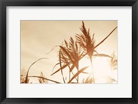 Framed Noon Grasses IV