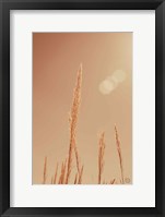 Framed Noon Grasses I