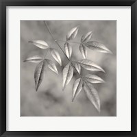 Framed Botanical Study No. 4