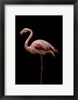 Framed Flamingo