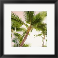 Framed 'Bright Oahu Palms II' border=