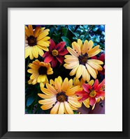 Framed Colorful Bunch