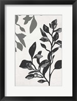 Framed Botanical In Noir I