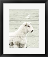 Framed White Sheep