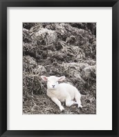 Framed Sheep Vibes