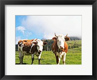 Framed Country Cows